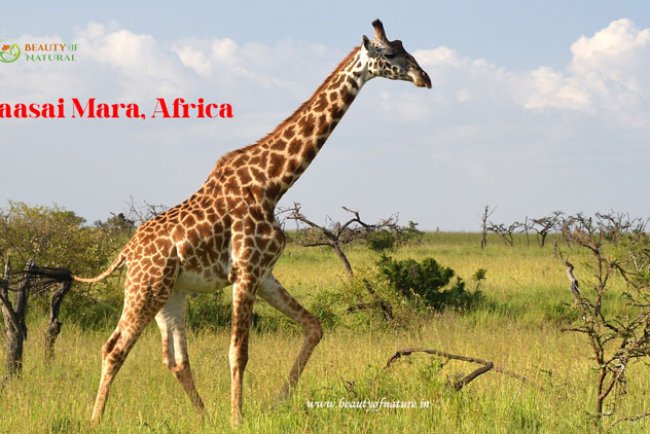 Maasai Mara Safari: Your Ultimate Guide