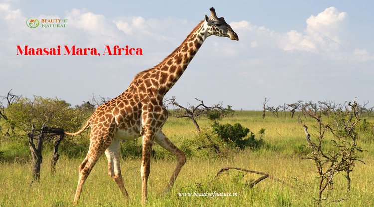 Maasai Mara Safari: Your Ultimate Guide