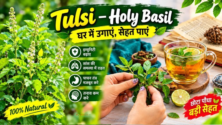 Common Plants & Their Traditional Uses: Tulsi, Aloe Vera, Ashwagandha, Pippali & Tamalpatra